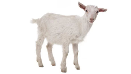 Colostrum Kozie